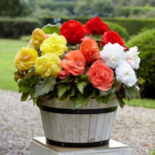 Brightly colored flowers in a wooden pot.